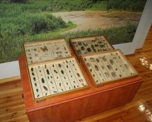 Nowa wystawa 216 niezwykłych owadów