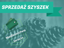 OGŁOSZENIE - SPRZEDAŻ SZYSZEK sosnowych PO WYŁUSZCZENIU