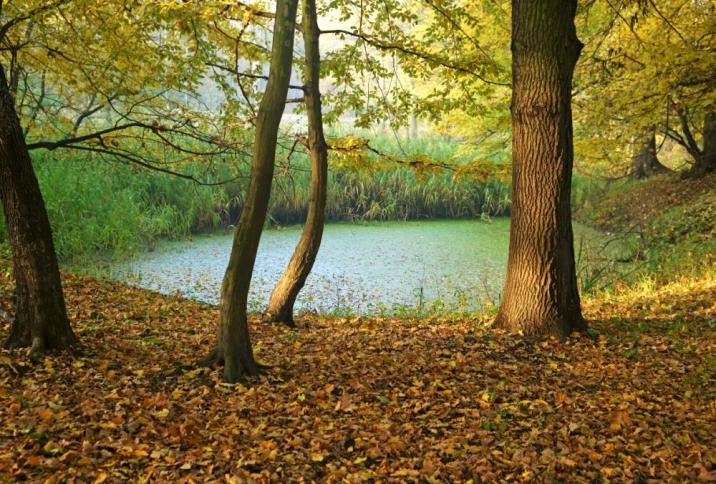 Zdjęcie&#x20;przedstawia&#x20;fragment&#x20;lasu&#x20;wraz&#x20;z&#x20;oczkiem&#x20;wodnym&#x20;w&#x20;jesiennej&#x20;scenerii&#x20;Fot&#x2e;&#x20;Archiwum&#x20;Nadleśnictwa&#x20;Jarocin