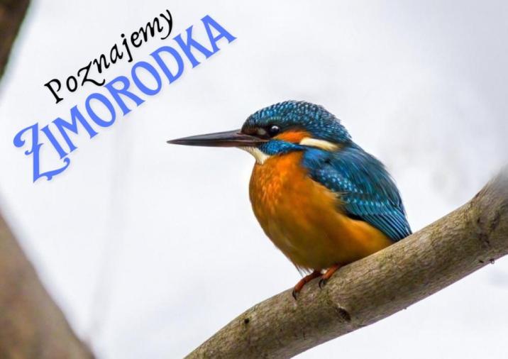 Zimorodek&#x20;w&#x20;zimowej&#x20;scenerii&#x20;Fot&#x2e;&#x20;Pixabay&#x20;Graf&#x2e;&#x20;Canva