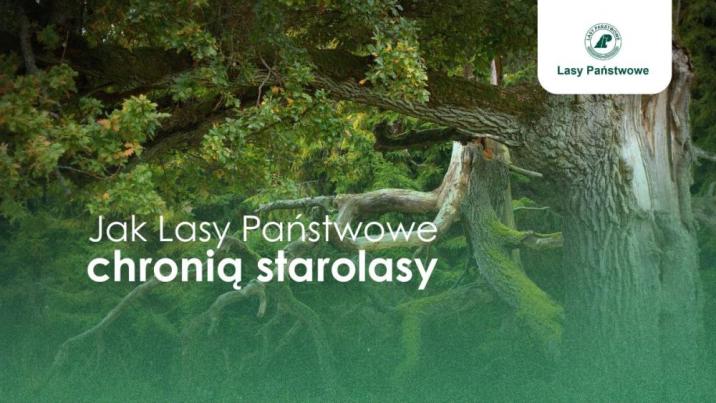 Grafika&#x20;Lasy&#x20;Państwowe&#x20;chronią&#x20;starolasy