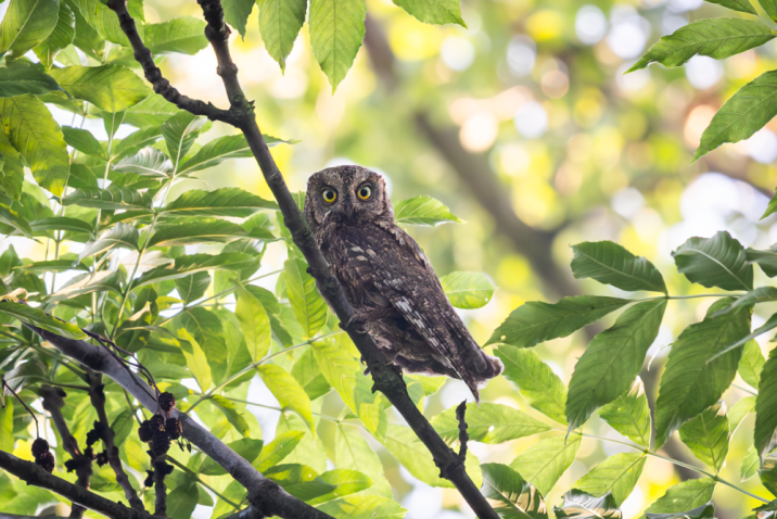 Syczek (Otus scops). Fot. Tomasz Sczansny