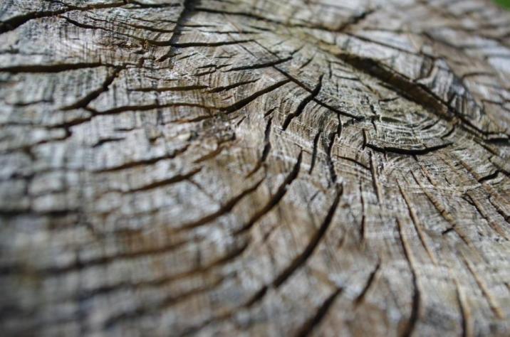 Fot. Jakub Wojdecki - Certyfikat jakości